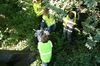 gal/Ville_Propre/_thb_OPERATION DECHETS LAMBRES 081.JPG
